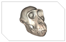 Direct 3Dview - Monkey Skull