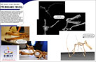 Projects - Pterosaur Fossil